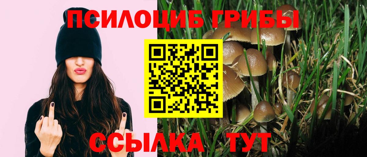 Галлюциногенные грибы Psilocybine cubensis Великий Устюг